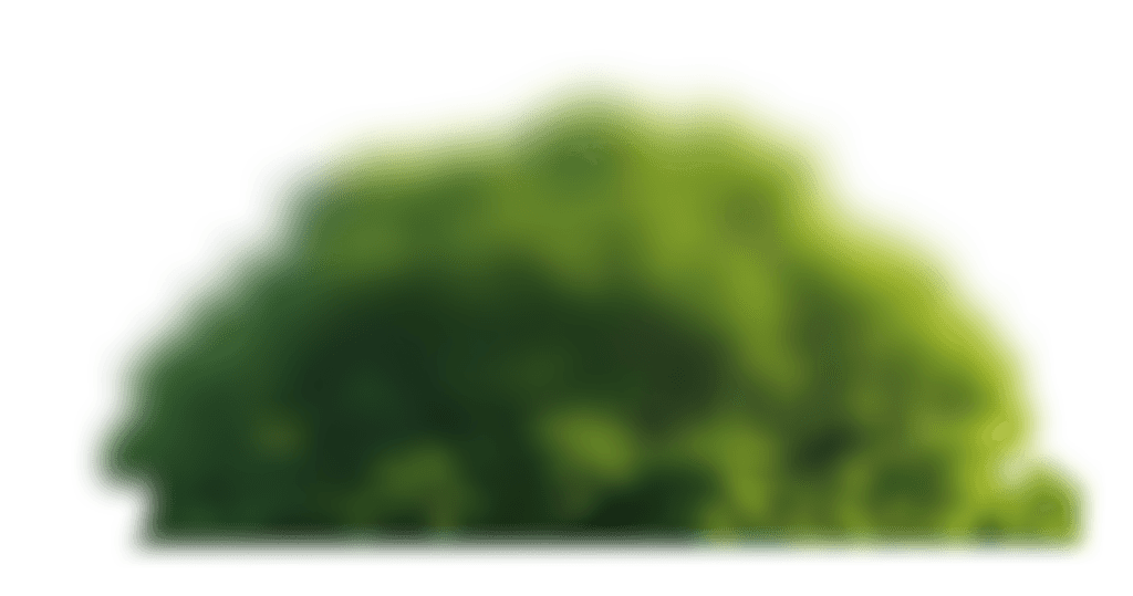 Midground blurred foliage